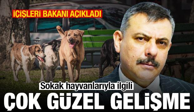 İçişleri Bakanı'ndan sokak hayvanları açıklaması: Yüzde 75'i toplandı