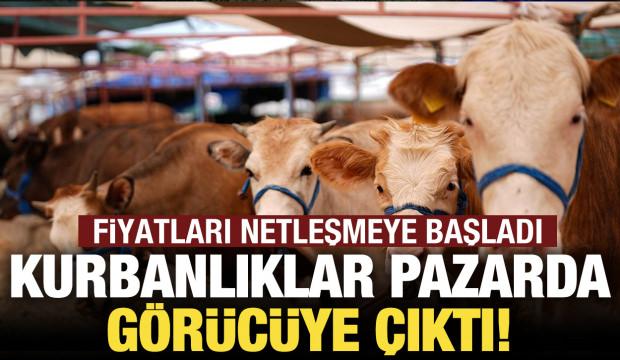 Kurbanlıklar görücüye çıktı! İşte kurbanlık fiyatları