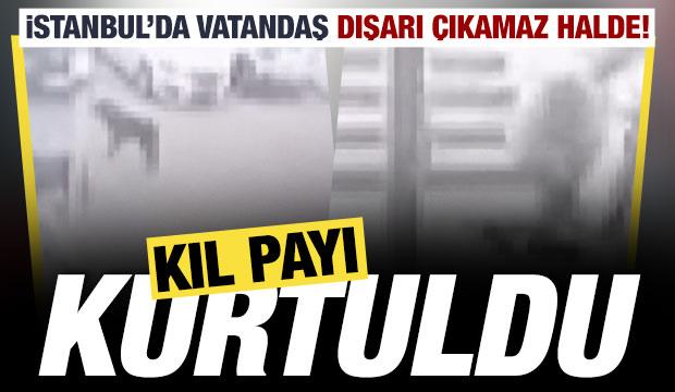 Beylikd&uuml;z&uuml;'nde sokak k&ouml;peklerinin kovaladığı vatandaş kıl payı kurtuldu