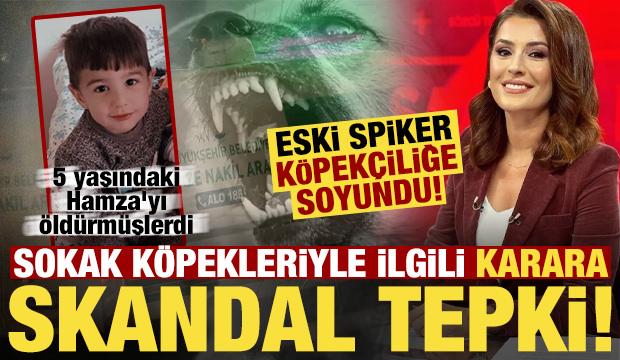 Köpekler 5 yaşındaki Hamza'yı parçaladı, eski spiker köpekçiliğe soyundu!