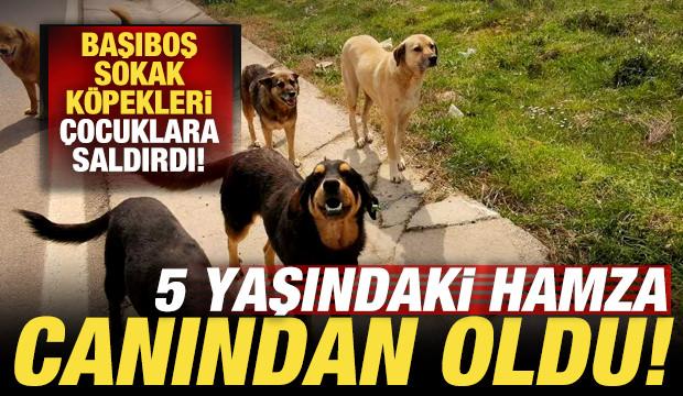 Van'da başıboş sokak köpekleri çocuklara saldırdı: 5 yaşındaki Hamza öldü