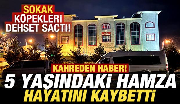 Van'dan kahreden haber! Sokak köpekleri dehşet saçtı: 5 yaşındaki Hamza hayatını kaybetti