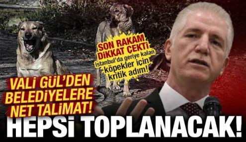 İstanbul Valisi Gül'den sahipsiz köpek talimatı: Yüzde 46'sı toplandı! Belediyelere uyarı