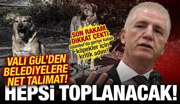 İstanbul Valisi Gül'den sahipsiz köpek talimatı: Yüzde 46'sı toplandı! Belediyelere uyarı