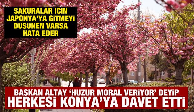 Sakuralar i&ccedil;in Japonya&rsquo;ya gitmenize gerek yok; Konya&rsquo;da Sakura mevsimi başladı