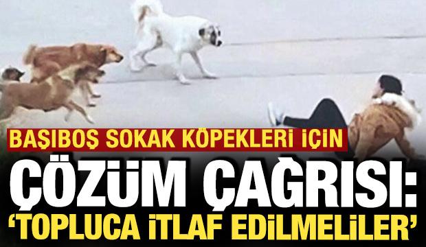 Başıboş sokak köpekleri için 'çözüm' çağrısı: 'Topluca itlaf edilmeliler'