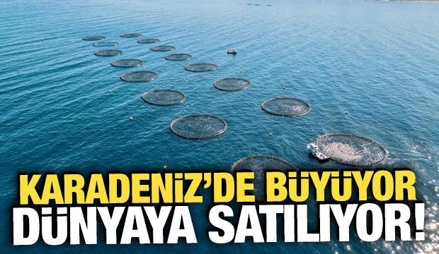 Karadeniz'de b&uuml;y&uuml;yor, d&uuml;nyaya satılıyor! 19 &uuml;lkeden yoğun talep g&ouml;r&uuml;yor