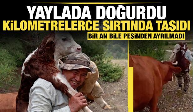 Yaylada doğan buzağıyı kilometrelerce sırtında taşıdı! Bir an bile peşinden ayrılmadı