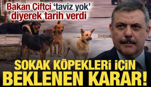 Sokak köpekleri için düğmeye basıldı! Bakan Çiftçi'den talimat: Tüm Türkiye'de uygulanacak