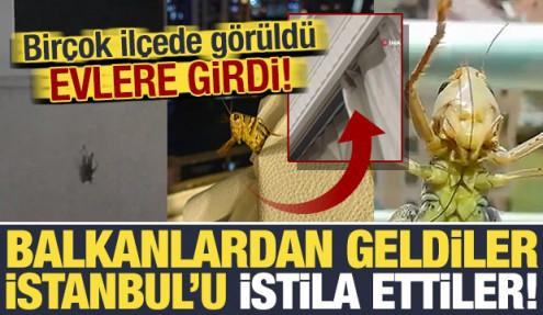 Balkanlardan geliyorlar! İstanbul'da alarm: Birçok ilçede görüldü, evlerin içlerine girdi!