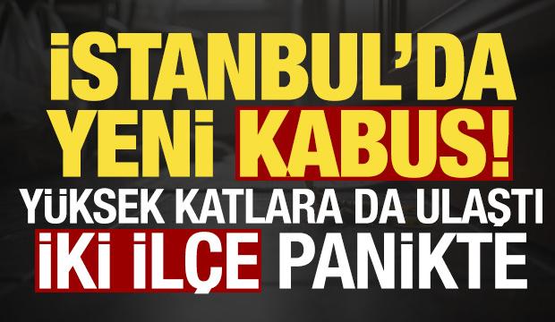 İstanbul'da yeni kabus! İki ilçe panikte, uzmanlardan 'sakın öldürmeyin' uyarısı...