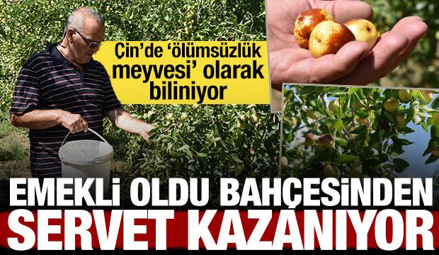 Emekli oldu, bah&ccedil;esinden servet kazanıyor: '&Ouml;l&uuml;ms&uuml;zl&uuml;k meyvesi' şifa dağıtıyor