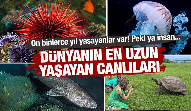 On binlerce yıl yaşayan akılalmaz canlılar! İşte d&uuml;nyanın en uzun yaşayan canlıları...