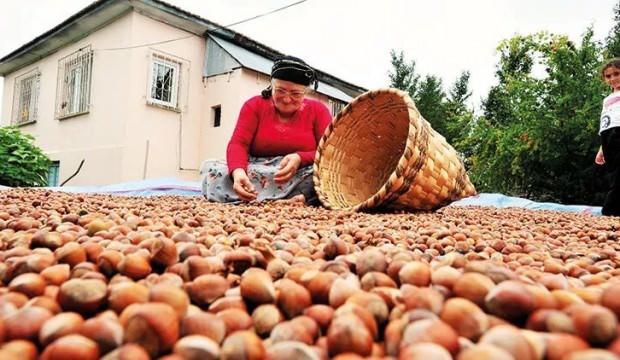 Fındık fiyatı için FİSKOBİRLİK de ses verdi! - Vimarsana News