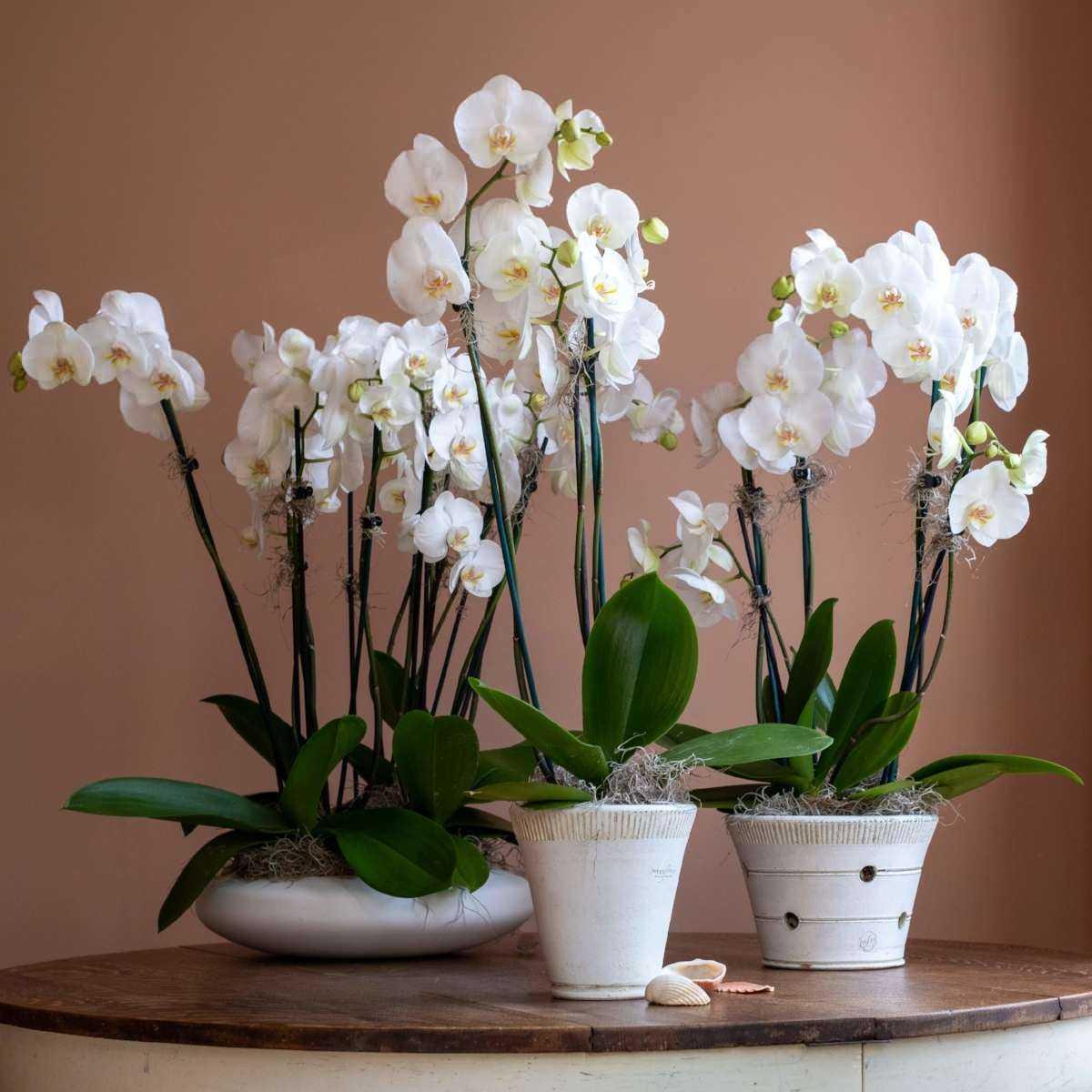 Горшок для орхидеи должен быть. Фаленопсис formation. Фаленопсис Anthura. Фаленопсис Колибри белая в горшке. Орхидея фаленопсис в горшке.