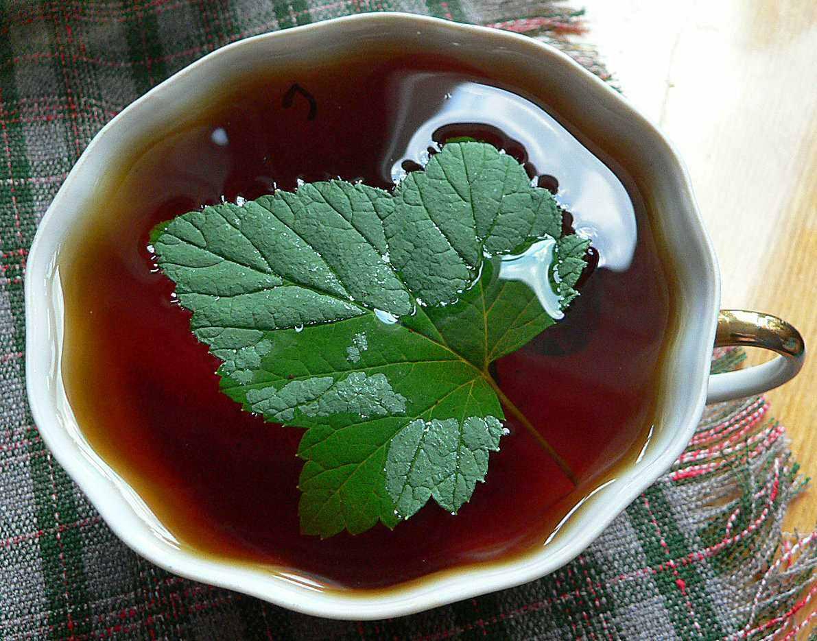 Листья черного польза. Чай смородиновый лист. Чай со смородиной. Чай с листьями смородины. Чай из листьев смородины.