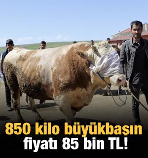 850 kilo büyükbaşın fiyatı 85 bin TL!