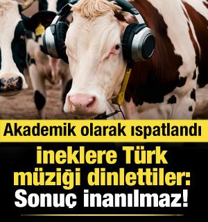 Türk müziğinin ineklerin süt verimini artırdığı akademik olarak ispatlandı!