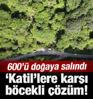 Zonguldak’ta kestane ağaçlarını korusun diye 600 yırtıcı böcek doğaya salındı