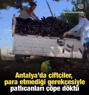 Antalya'da çiftçiler, para etmediği gerekçesiyle patlıcanları çöpe döktü