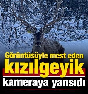 G&ouml;r&uuml;nt&uuml;s&uuml; mest etti: Kuzu Yayla Tabiat Parkı'nda kızılgeyik g&ouml;r&uuml;nt&uuml;lendi