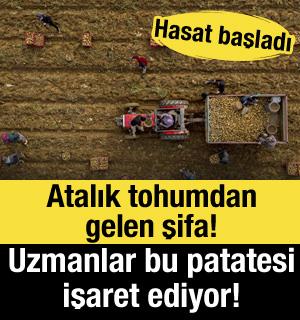 Atalık tohumdan gelen şifa! Hasat başladı!