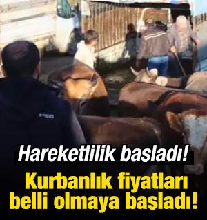 Kurbanlık fiyatı 25 bin liradan başlıyor