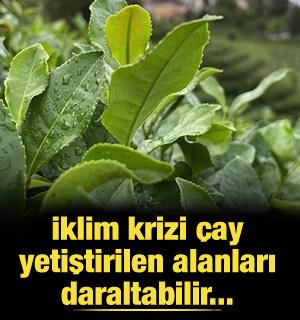 İklim krizi çay yetiştirilen alanları daraltabilir