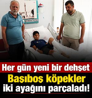 Muğla'da başıboş köpeklerin saldırısına uğrayan çocuğun ailesi konuştu