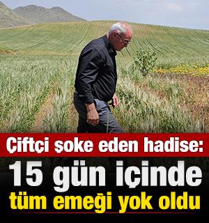 Çiftçi şoke eden hadise: 15 gün içinde tüm emeği yok oldu