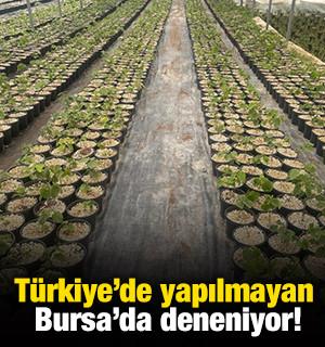 Türkiye’de yapılmayan Bursa’da deneniyor!