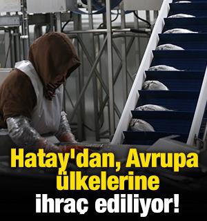 Hatay'dan, Avrupa ülkelerine ihraç ediliyor