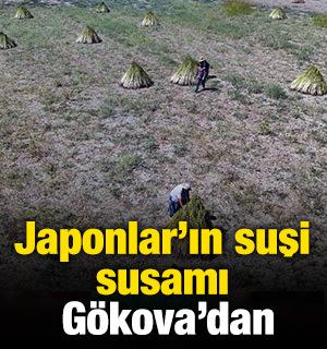 Japonlar'ın suşi susamı Gökova'dan