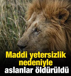 Maddi yetersizlik nedeniyle aslanlar öldürüldü