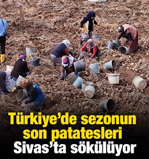 Türkiye'de sezonun son patatesleri Sivas'ta sökülüyor