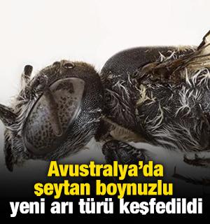 Avustralya’da şeytan boynuzlu yeni arı türü keşfedildi