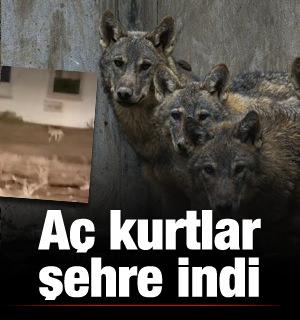 Kurtlar şehre indi! O anlar saniye saniye kamerada