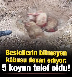  Şanlıurfa'da köpek dehşeti: Besicinin koyunları telef oldu!