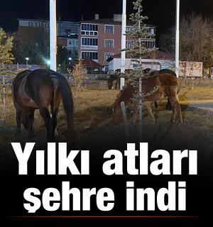 Ardahan sokaklarında sürpriz misafirler! Yılkı atları şehre indi