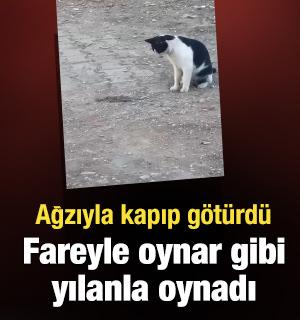 Fareyle oynar gibi oynayıp, yılanı ağzıyla kaptı