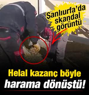 Şanlıurfa'da skandal görüntü: Yonca balyalarının arasına koydular