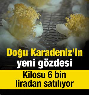 Doğu Karadeniz'in yeni gözdesi: Kilosu 6 bin liradan satılıyor
