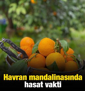 Havran mandalinasında hasat vakti
