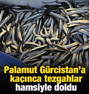 Palamut Gürcistan'a kaçınca tezgahlar hamsiyle doldu