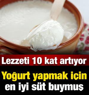 Yoğurt yapmak için en iyi süt meğerse buymuş: Lezzeti 10 kat artıyor