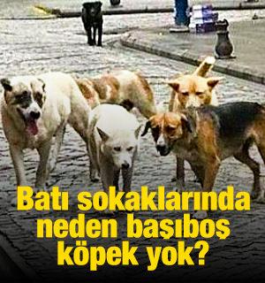 Batı sokaklarında neden başıboş köpek yok?