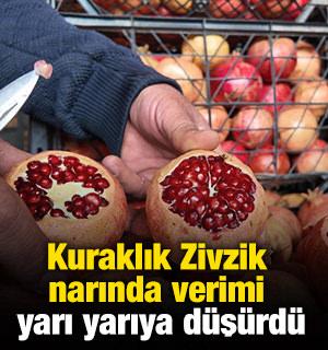 Kuraklık Zivzik narında verimi yarı yarıya düşürdü