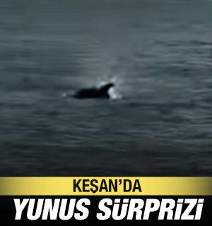 Saros’ta yunus balığı sürprizi: Kıyıya yakın yüzdü