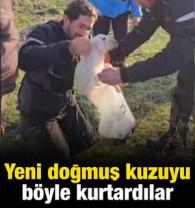 Tek başına buldukları yeni doğmuş kuzuyu 3 kilometre &ouml;tedeki annesi ile kavuşturdular