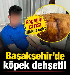 Başakşehir'de sahipli köpek dehşeti! Site güvenliği hastanelik oldu